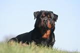 ROTTWEILER 597